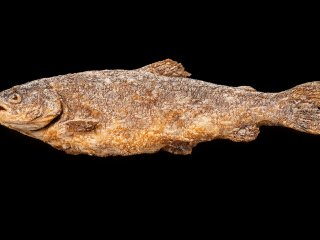 Pan-fried Trout